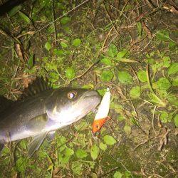 坊主逃れ・・・